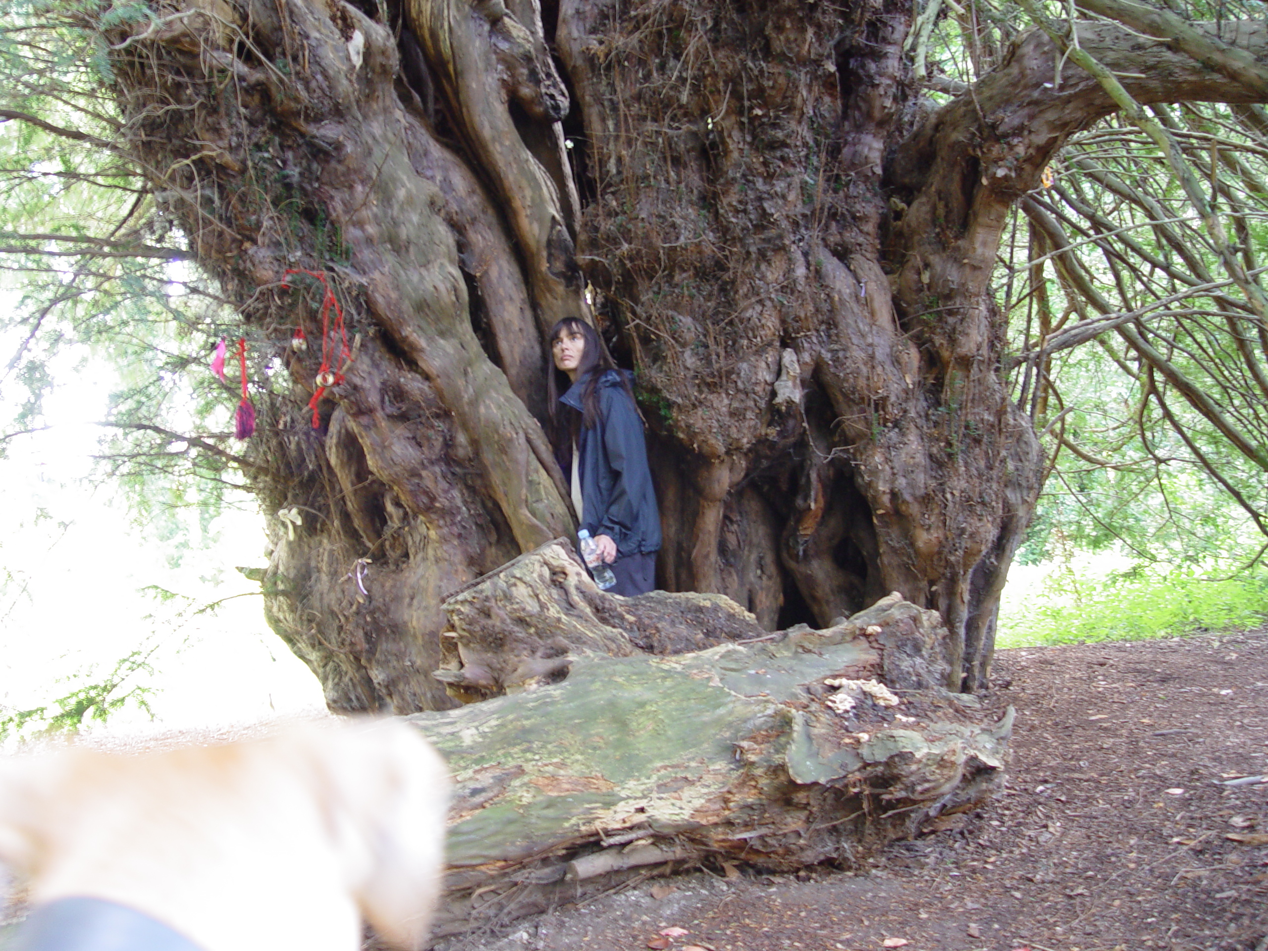 The Ankerwyke Yew, 2005