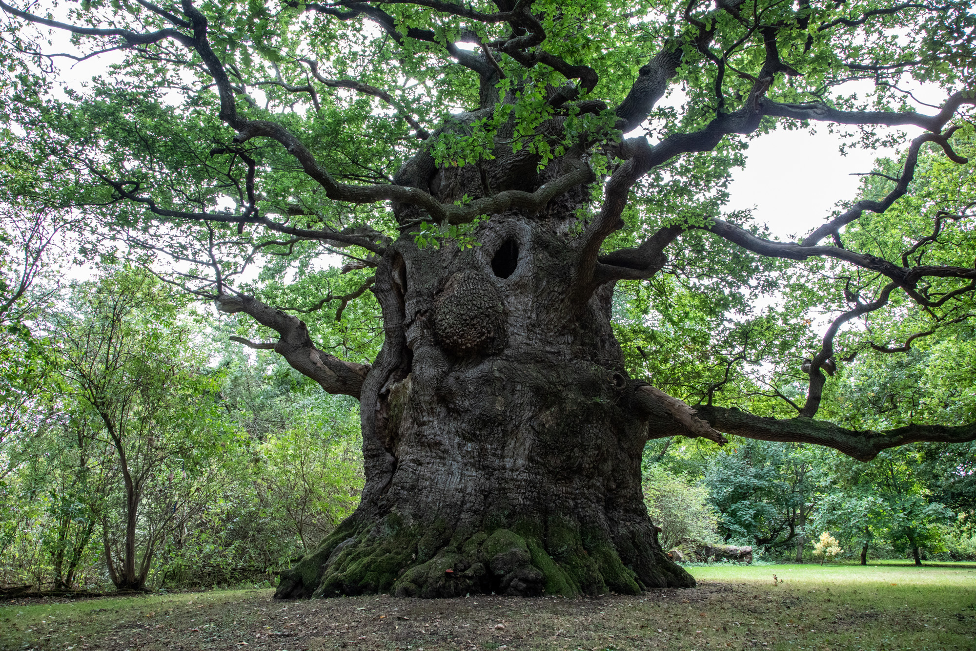 Majesty, the Fredville Oak, in full leaf